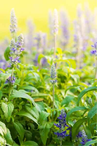 herb garden